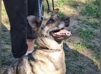 Greta, geb. 05.2021, 48cm, sucht ihr zu Hause