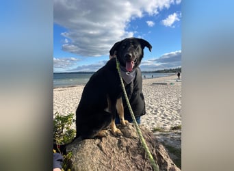 Kiba, geboren 01.07.2023, 53cm sucht neues Zuhause