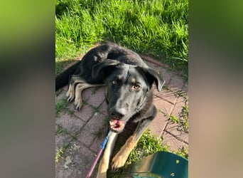 Kiba, geboren 01.07.2023, 53cm sucht neues Zuhause