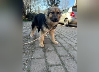 Flora, geboren 01.08.2025, 42cm sucht ihr Zuhause