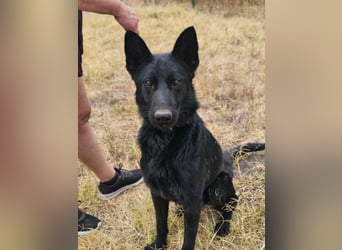 Blackie, geboren 01.03.2025, 50cm sucht seine Chance