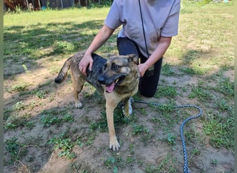 Greta, geb. 05.2021, 48cm, sucht ihr zu Hause