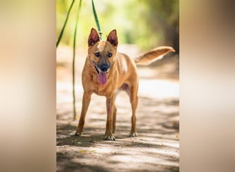 Fanny, 2 Jahre alt, 50 cm, möchte entdeckt werden