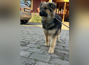 Flora, geboren 01.08.2025, 42cm sucht ihr Zuhause