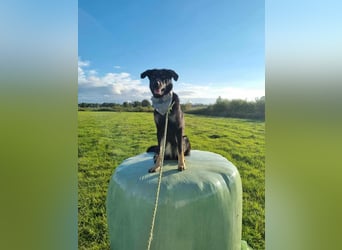 Kiba, geboren 01.07.2023, 53cm sucht neues Zuhause