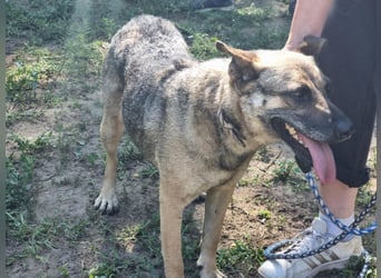 Greta, geboren 01.05.2021, 48cm sucht ihr Plätzchen