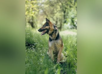 Ciklon, geboren 2022 sucht ihre Menschen