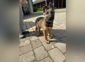 Mia, geboren 09.01.2026, 38cm sucht aktive Familie