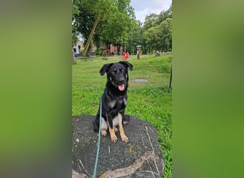 Kiba, geboren 01.07.2023, 53cm sucht neues Zuhause