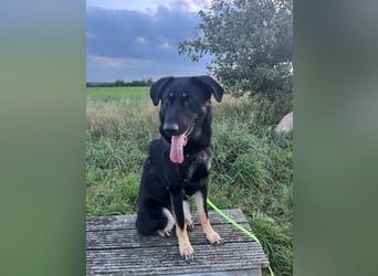 Kiba, geboren 01.07.2023, 53cm sucht neues Zuhause