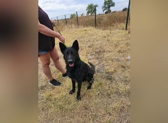 Blackie, geboren 01.03.2025, 50cm sucht seine Chance