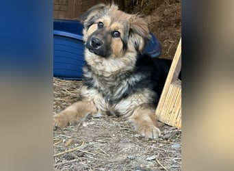 Flora, geboren 01.08.2025, 42cm sucht ihr Zuhause