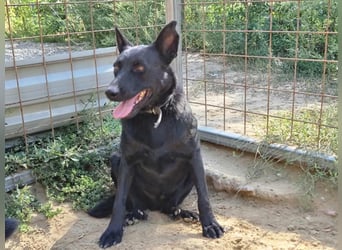 Zeus, geboren 01.10.2021, 47cm sucht einfühlsame Menschen