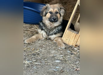 Flora, geboren 01.08.2025, 42cm sucht ihr Zuhause