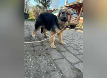 Flora, geboren 01.08.2025, 42cm sucht ihr Zuhause