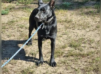 Zeus, geboren 01.10.2021, 47cm sucht einfühlsame Menschen