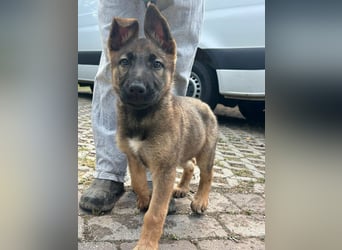 Mia, geboren 09.01.2026, 38cm sucht aktive Familie