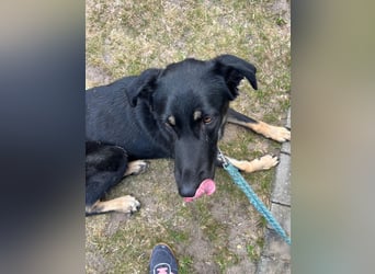 Kiba, geboren 01.07.2023, 53cm sucht neues Zuhause