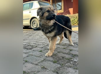 Flora, geboren 01.08.2025, 42cm sucht ihr Zuhause