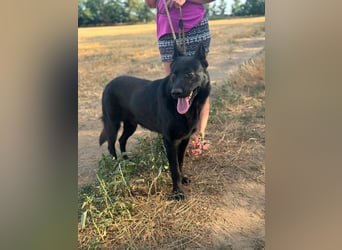 Blackie, geboren 01.03.2025, 50cm sucht seine Chance