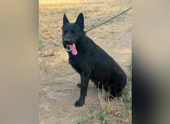 Blackie, geboren 01.03.2025, 50cm sucht seine Chance