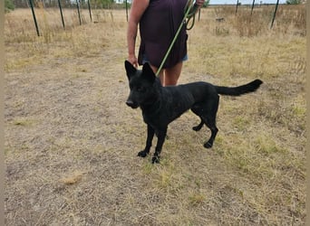 Blackie, geboren 01.03.2025, 50cm sucht seine Chance
