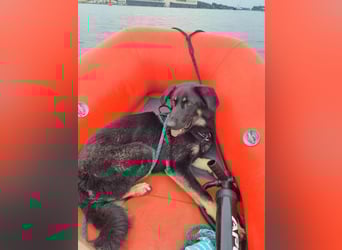 Kiba, geboren 01.07.2023, 53cm sucht neues Zuhause