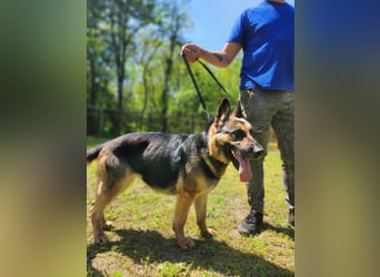 Ciklon, geboren 2022 sucht ihre Menschen