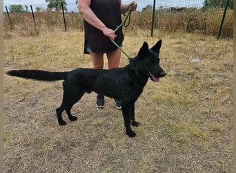 Blackie, geboren 01.03.2025, 50cm sucht seine Chance