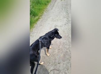 Kiba, geboren 01.07.2023, 53cm sucht neues Zuhause