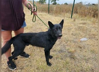 Blackie, geboren 01.03.2025, 50cm sucht seine Chance
