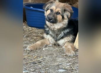 Flora, geboren 01.08.2025, 42cm sucht ihr Zuhause