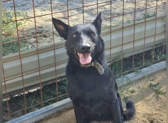 Zeus, geboren 01.10.2021, 47cm sucht einfühlsame Menschen