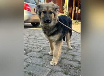 Flora, geboren 01.08.2025, 42cm sucht ihr Zuhause