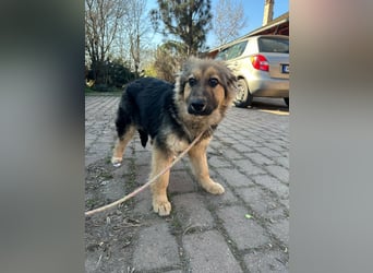 Flora, geboren 01.08.2025, 42cm sucht ihr Zuhause