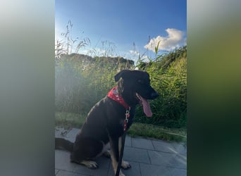 Kiba, geboren 01.07.2023, 53cm sucht neues Zuhause