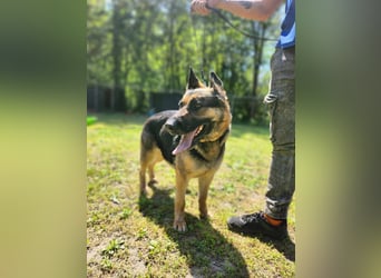 Ciklon, geboren 2022 sucht ihre Menschen