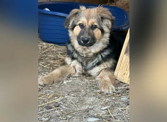 Flora, geboren 01.08.2025, 42cm sucht ihr Zuhause