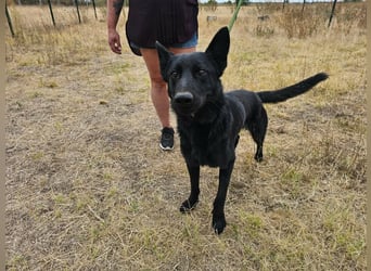 Blackie, geboren 01.03.2025, 50cm sucht seine Chance