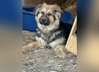 Flora, geboren 01.08.2025, 42cm sucht ihr Zuhause