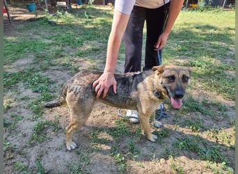 Greta, geboren 01.05.2021, 48cm sucht ihr Plätzchen