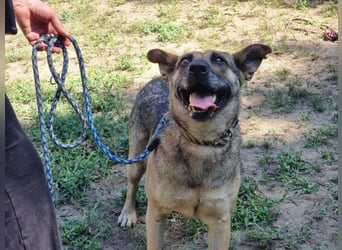 Greta, geboren 01.05.2021, 48cm sucht ihr Plätzchen