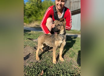 Fröhlicher mittelgrosser Welpe 3Mon., rundum lieb und nett
