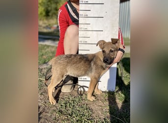 Fröhlicher mittelgrosser Welpe 3Mon., rundum lieb und nett