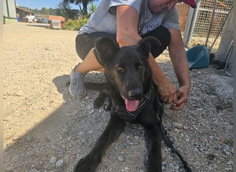 Nerone: Traum für Schäferhund-Freunde