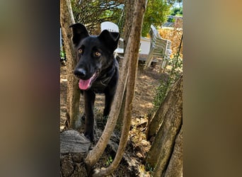 Nerone: Traum für Schäferhund-Freunde
