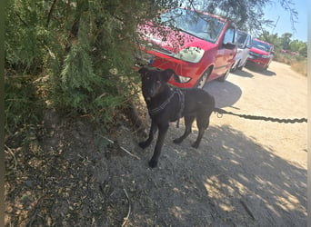 Nerone: Traum für Schäferhund-Freunde