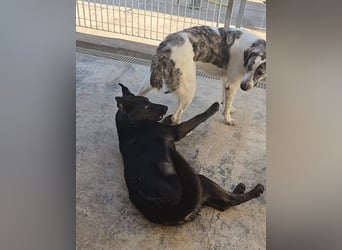 Nerone: ein Traum für alle Schäferhund-Freunde