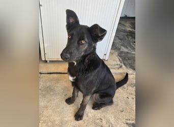 Nerone: Traum für Schäferhund-Freunde