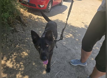 Nerone: Traum für Schäferhund-Freunde